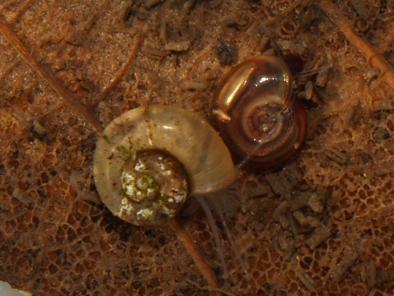 Valvata macrostoma (mit der Federkieme) und Hippeutis complanatus Valvata macrostoma mit Hippeutis complanatus